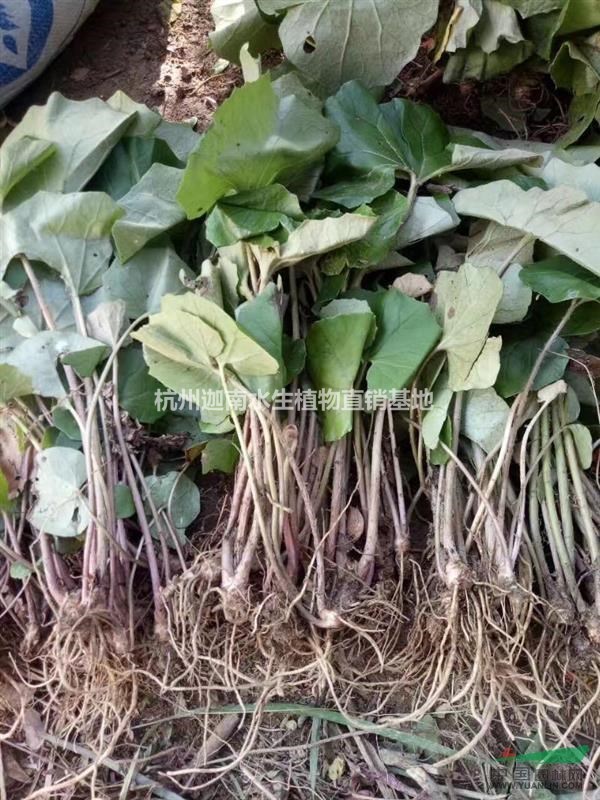 大葉吳風草腎蕨富貴草紫金牛韭蘭石蒜