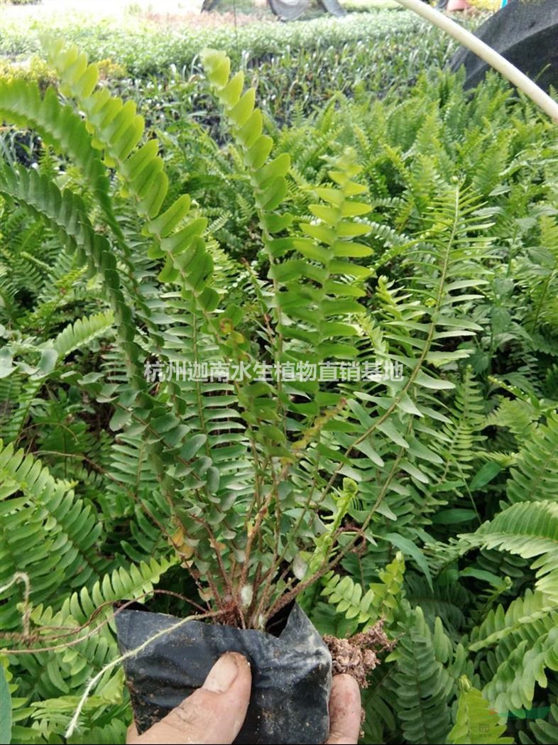 大葉吳風草腎蕨富貴草紫金牛韭蘭石蒜