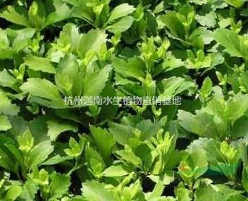 大葉吳風草腎蕨富貴草紫金牛韭蘭石蒜