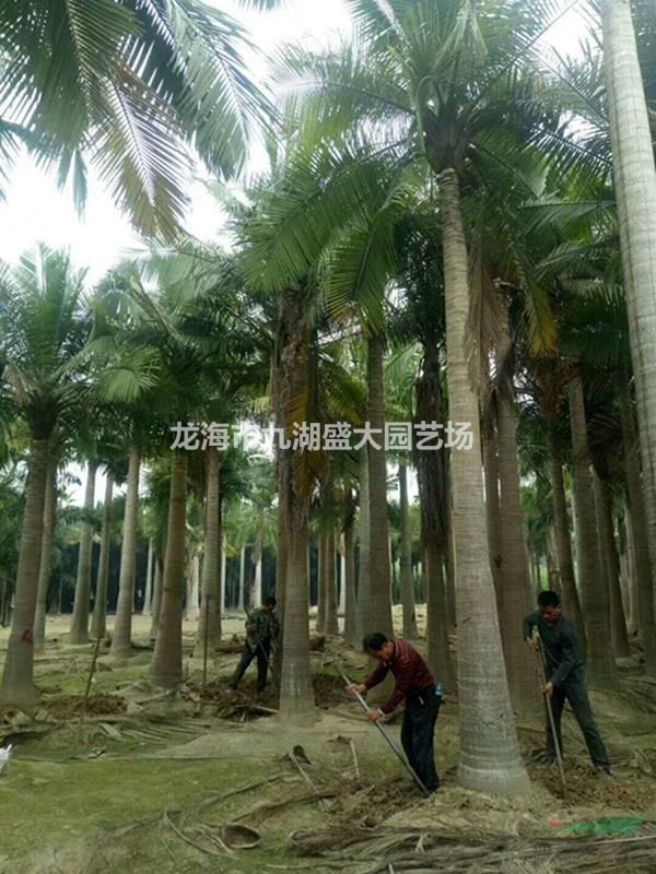 福建國王椰子價格 國王椰子樹批發(fā)供應熱帶植物國王椰子基地直銷