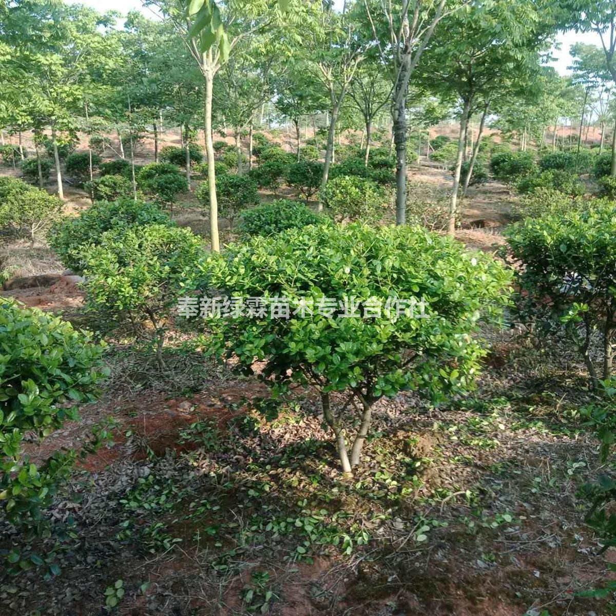 本公司9-10 公分無(wú)患子，10 公分無(wú)患子6000棵