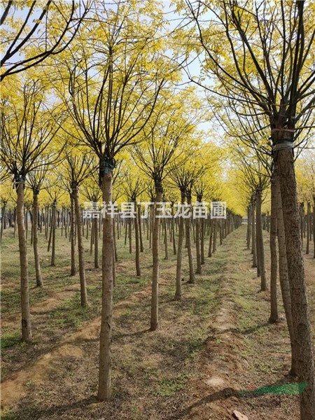 金葉槐6-8-10公分萬(wàn)棵苗圃 提供種植技術(shù)