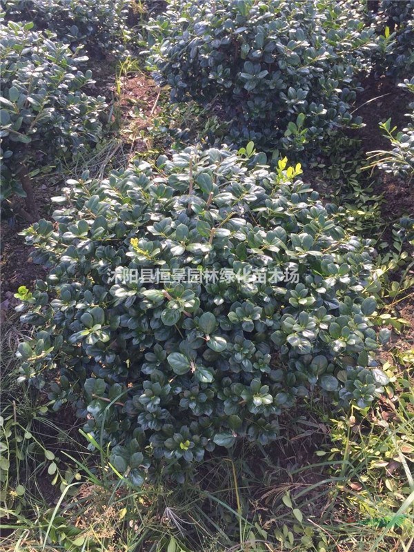 無刺枸骨球 枸骨球產地 無刺枸骨球苗圃基地