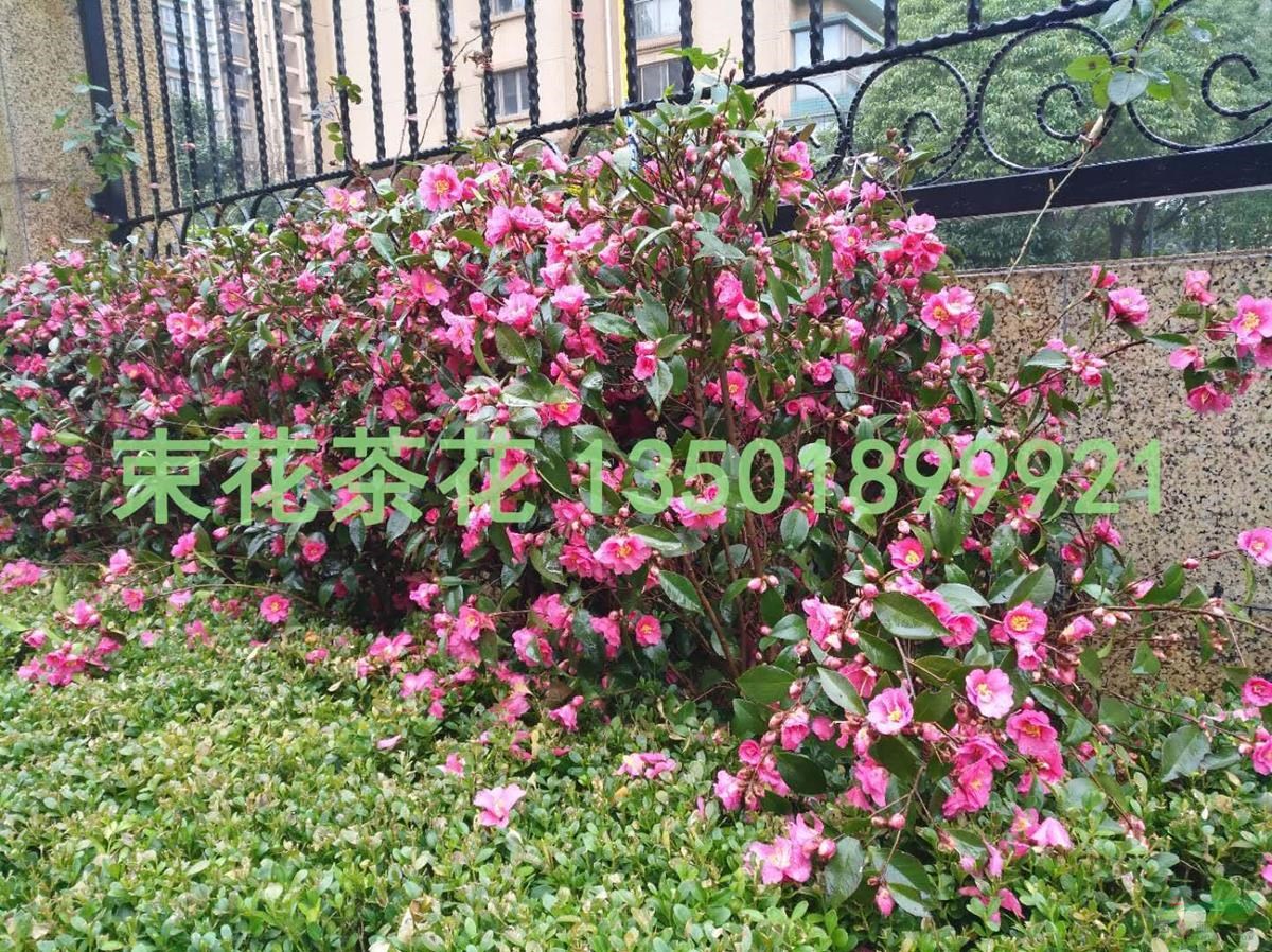 束花茶花“玫玉”實景圖片/束花茶花“玫玉”冬季賞花