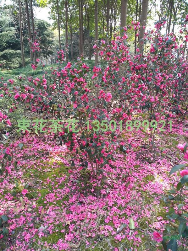 浙江束花茶花“玫玉”生產(chǎn)基地/束花茶花大量銷售