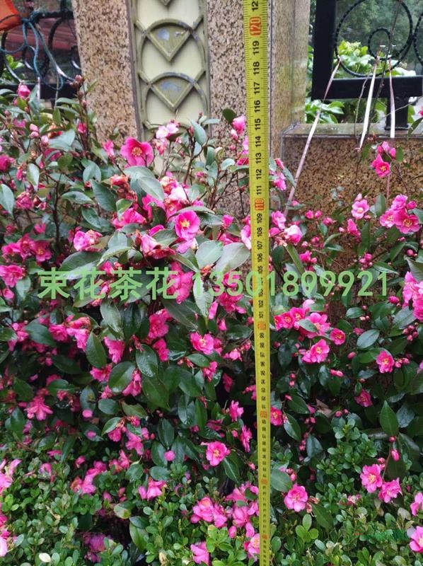 浙江束花茶花“玫玉”生產(chǎn)基地/束花茶花大量銷售
