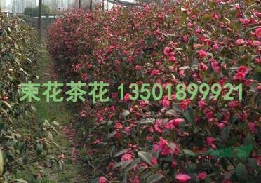浙江束花茶花“玫玉”綠籬景觀/玫玉大量銷售