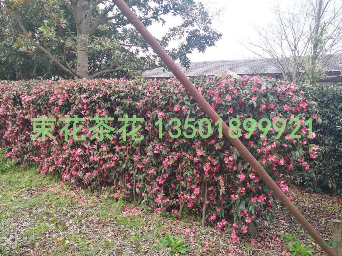 浙江束花茶花“玫玉”綠籬景觀/玫玉大量銷售