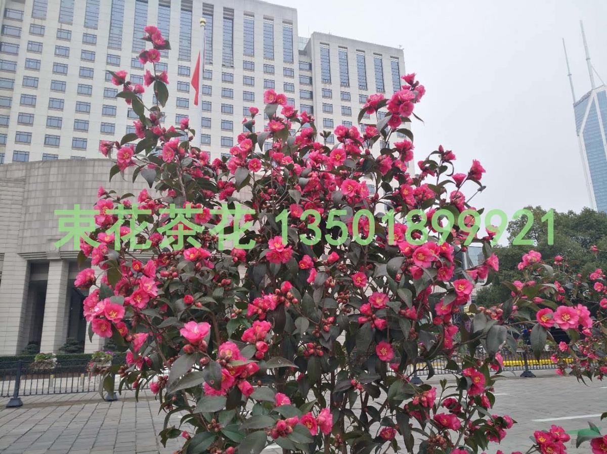 浙江江山束花茶花新品種“玫玉”綠籬景觀