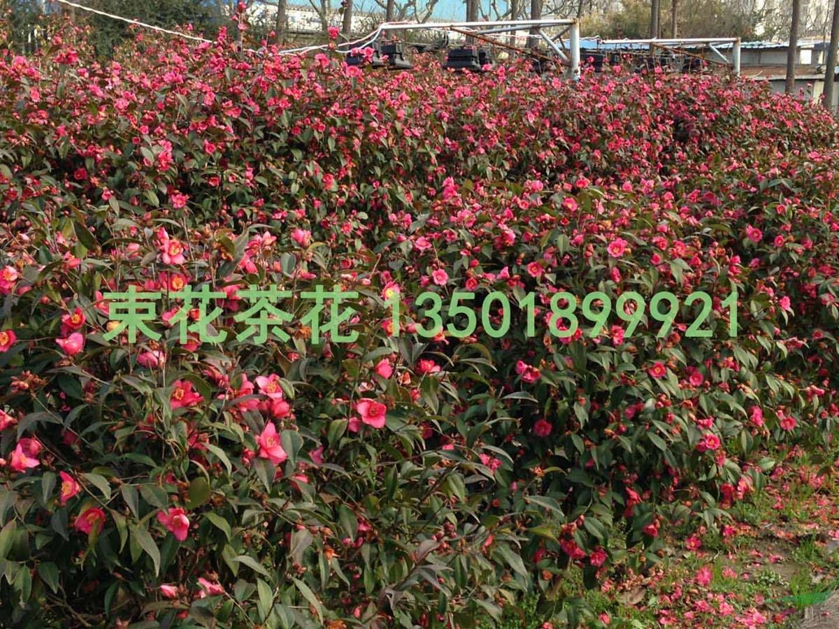 浙江江山束花茶花新品種“玫玉”綠籬景觀