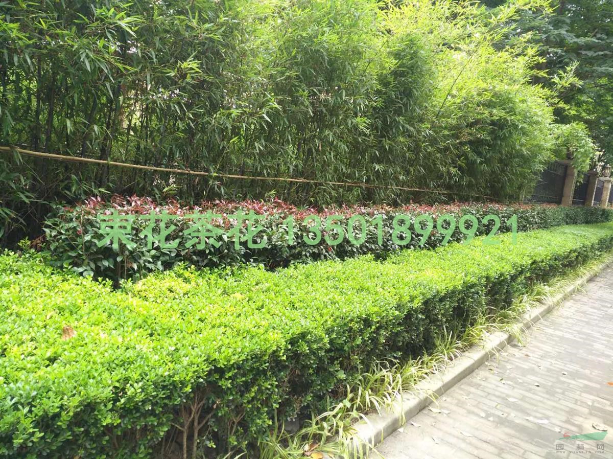 浙江束山茶花花種植基地