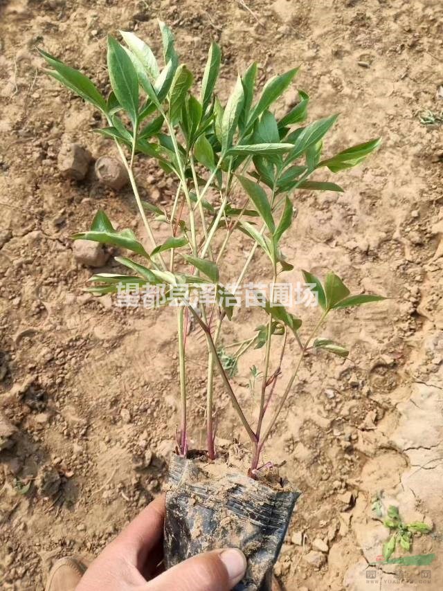 芍藥營養(yǎng)杯芍藥河北芍藥花