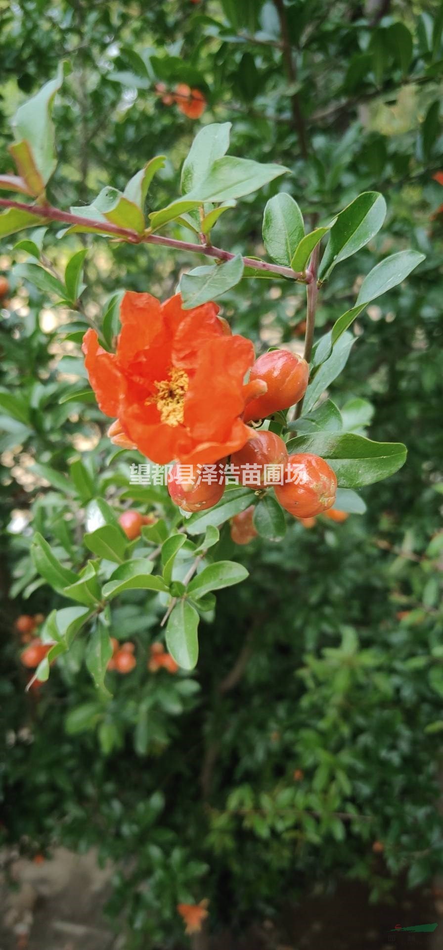 石榴果實(shí)榴樹(shù)花石榴價(jià)格