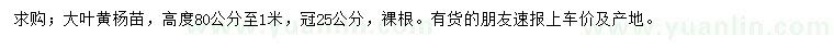 求購高80公分-1米大葉黃楊