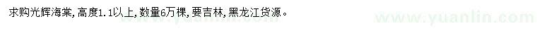 求購高1.1米以上光輝海棠