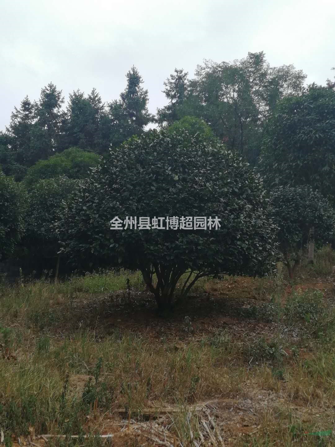 廣西桂林茶花介紹/特征/用途