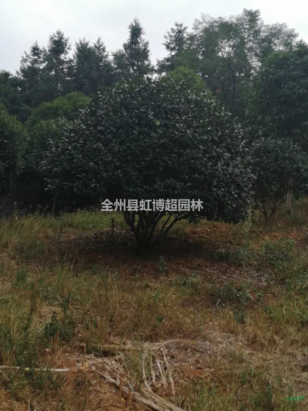 2020年廣西桂林茶花新報價