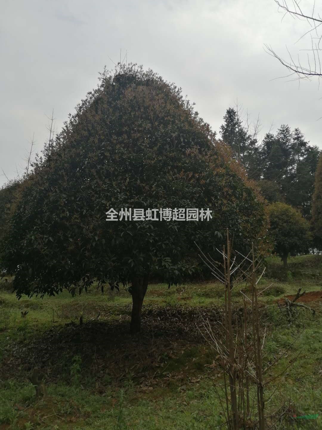 2020年廣西桂林桂花新報價(jià)