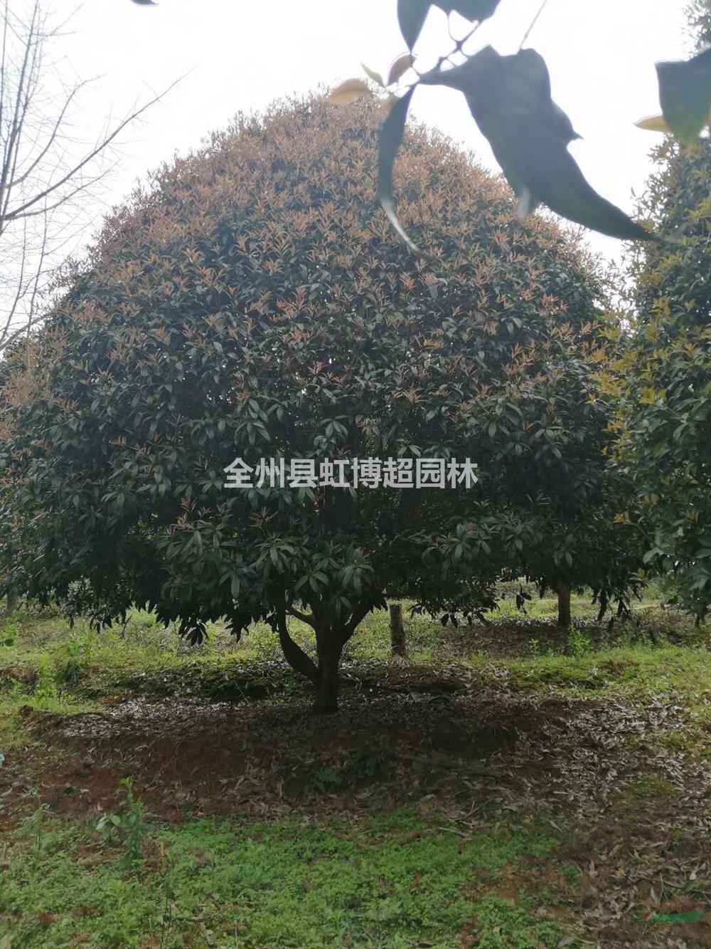 2020年廣西桂林桂花新報價(jià)