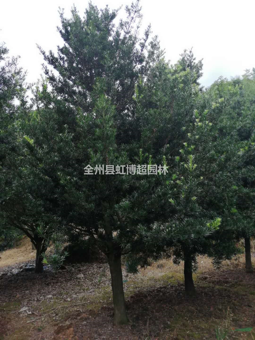 廣西桂林羅漢松行情報價/廣西桂林羅漢松圖片展示