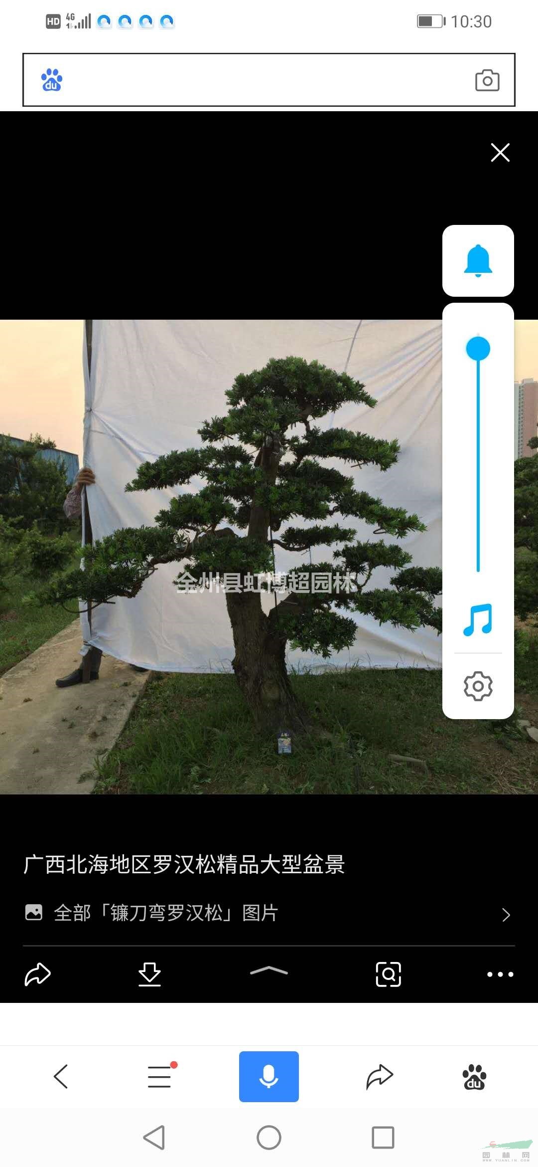 廣西桂林羅漢松行情報價/廣西桂林羅漢松圖片展示