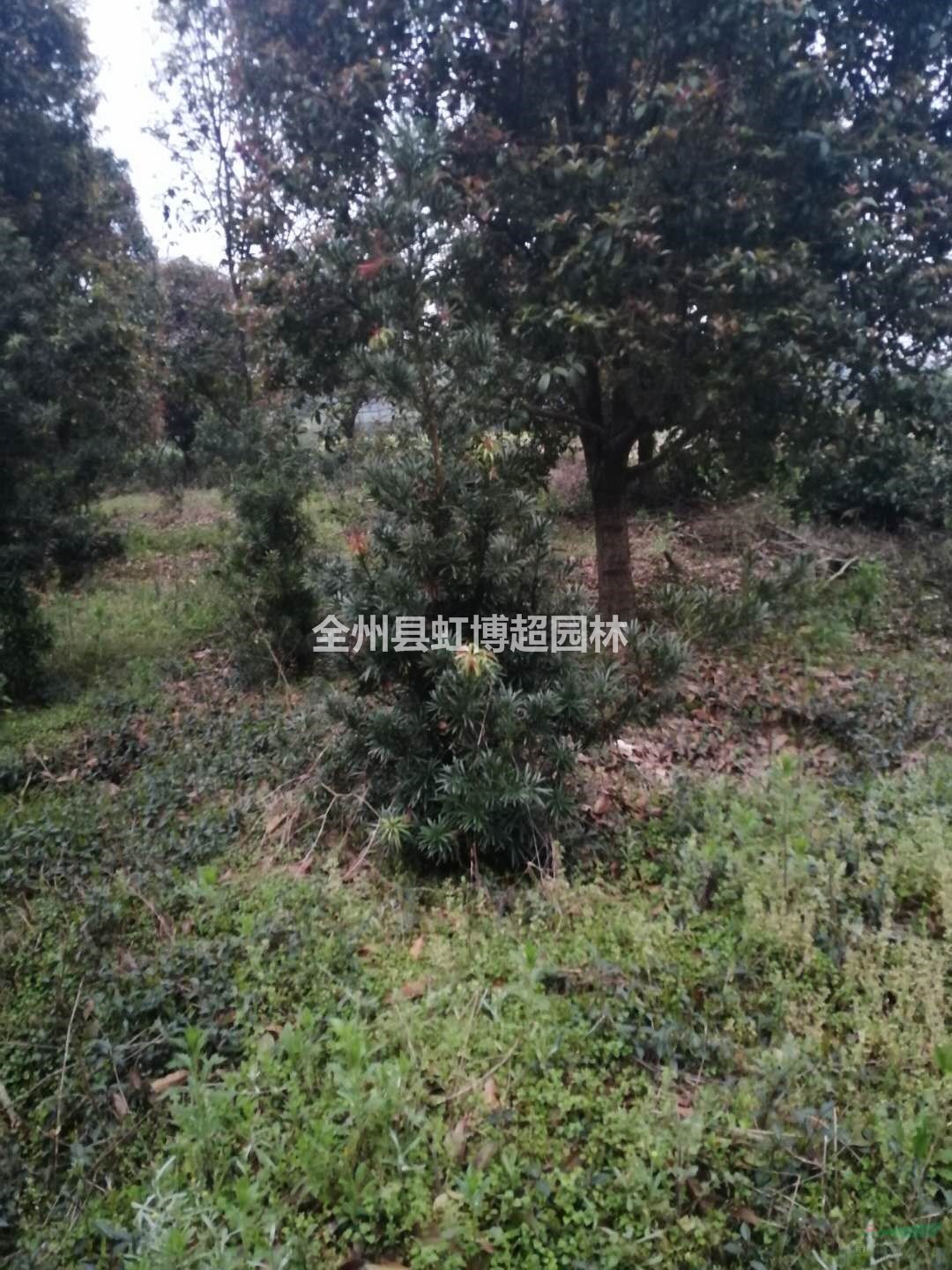 廣西供應(yīng)桂林羅漢松規(guī)格齊全