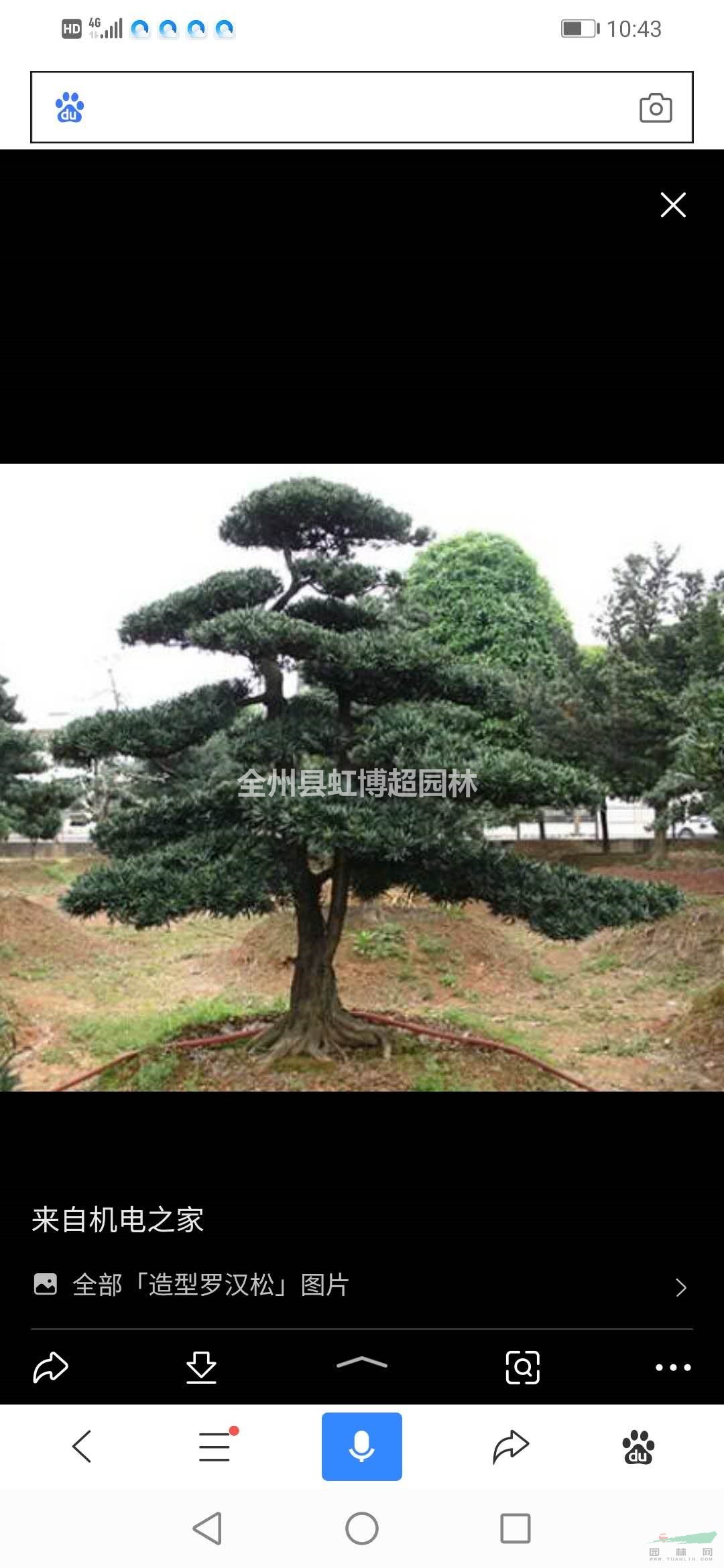 廣西供應(yīng)桂林羅漢松規(guī)格齊全