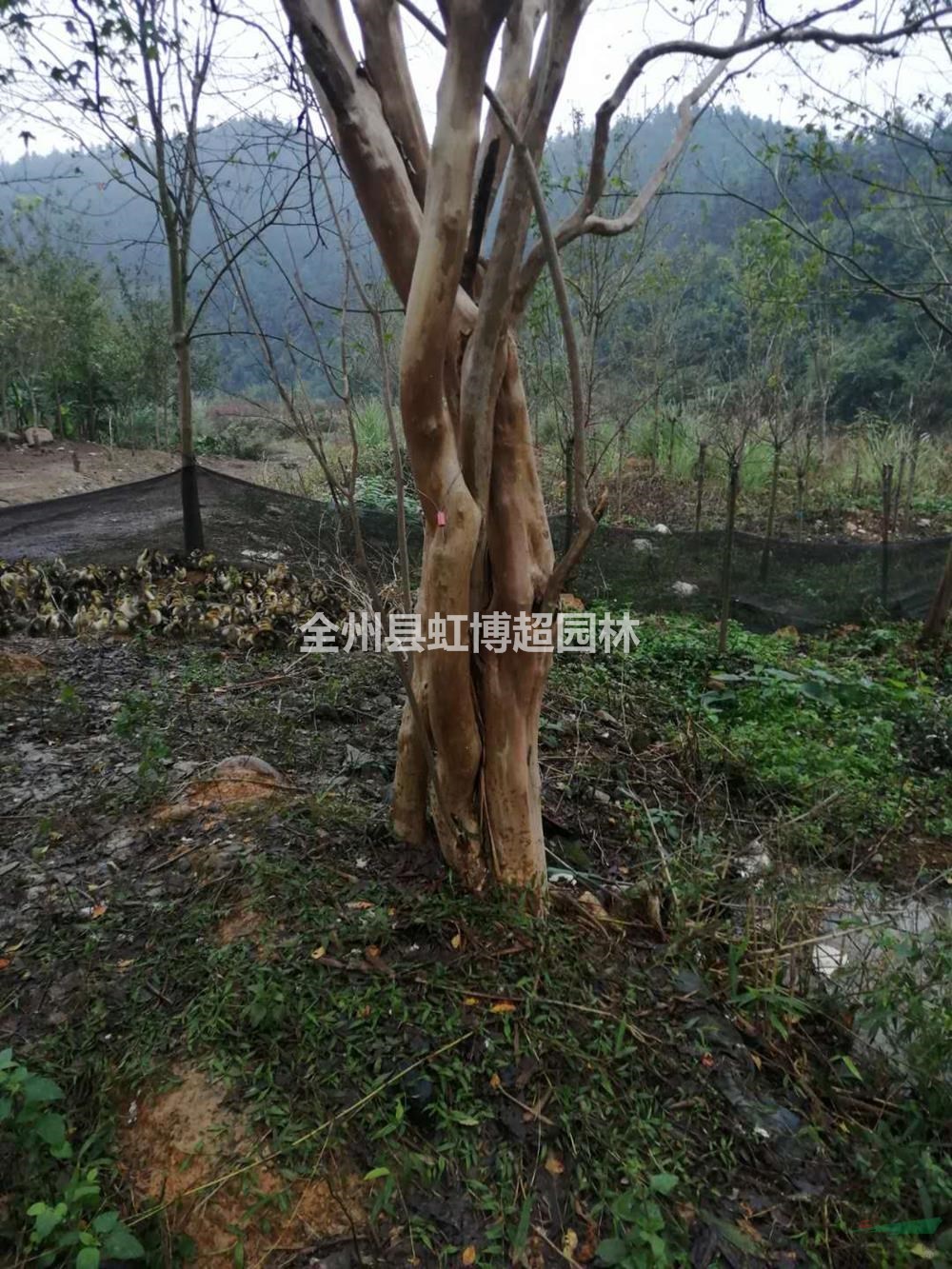 廣西桂林紫薇行情報價/廣西桂林紫薇圖片展示