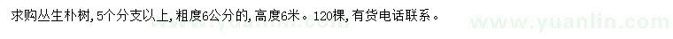 求購高6米叢生樸樹