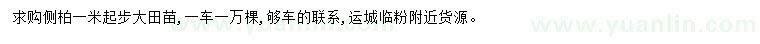 求購1米起步側(cè)柏