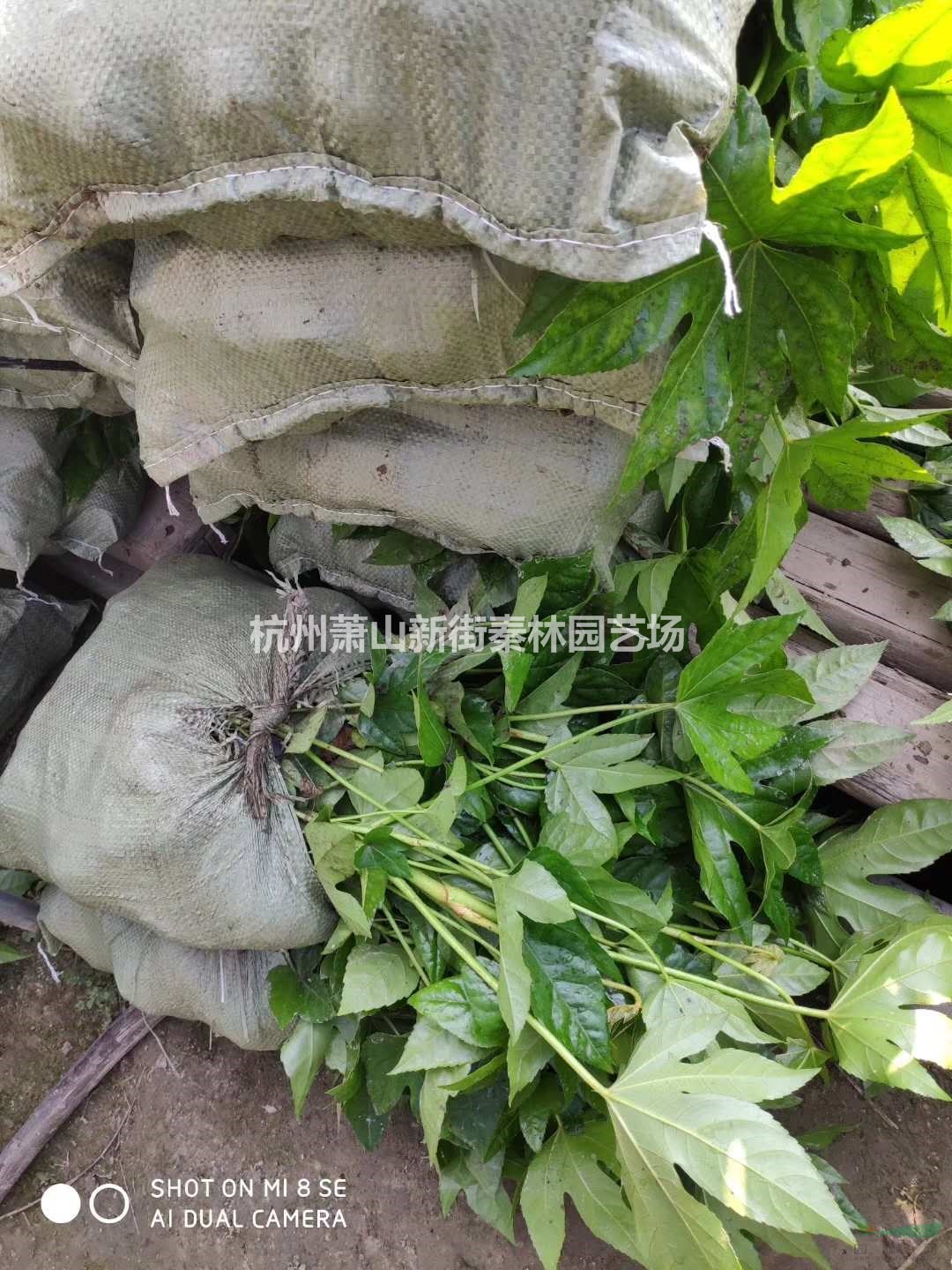 可供金華八角金盤小杯 杭州八角金盤小杯 蕭山杯苗批發(fā)/供應(yīng)