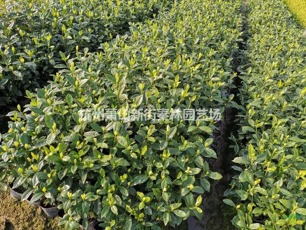 浙江供應(yīng)大中梔子  規(guī)格齊全
