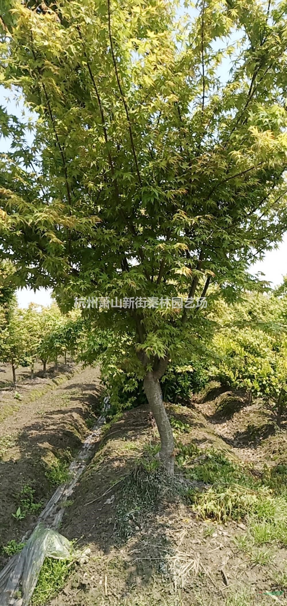 浙江供应鸡爪槭 杭州鸡爪槭 萧山鸡爪槭规格齐全