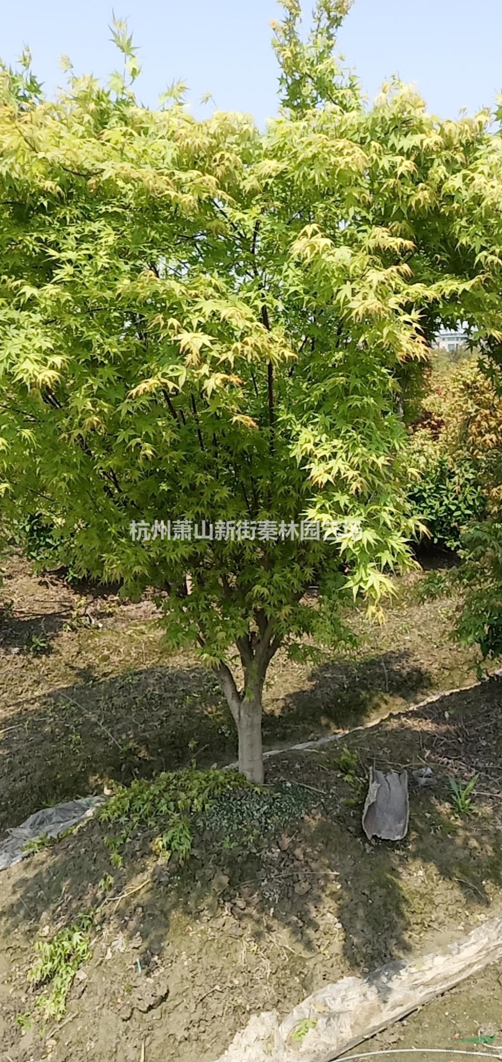 浙江供应鸡爪槭 杭州鸡爪槭 萧山鸡爪槭规格齐全