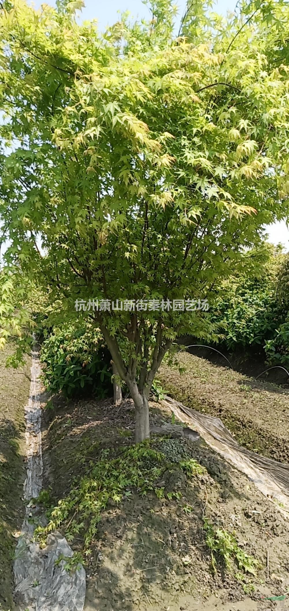 浙江供应鸡爪槭 杭州鸡爪槭 萧山鸡爪槭规格齐全