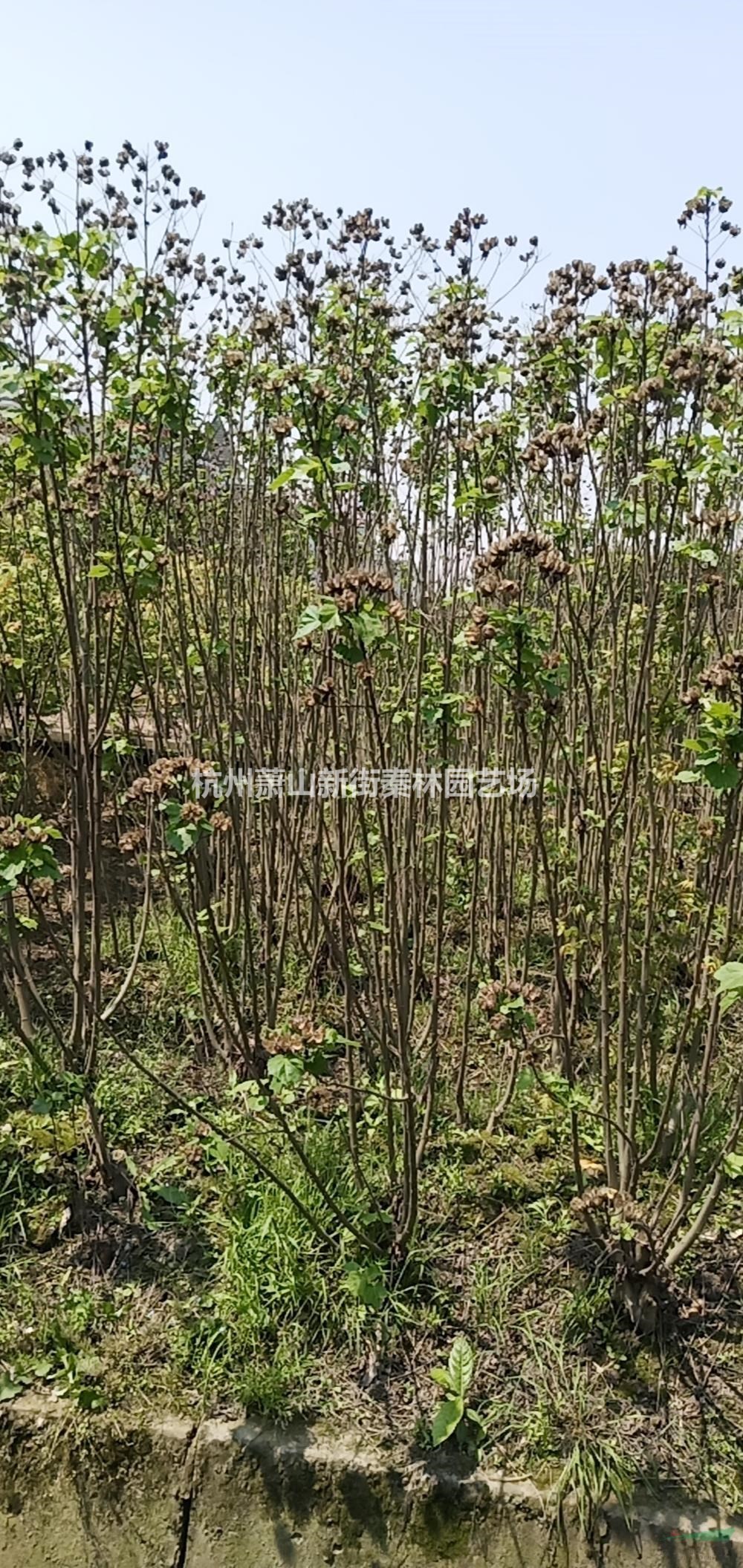 浙江木芙蓉 萧山木芙蓉价格批发/供应