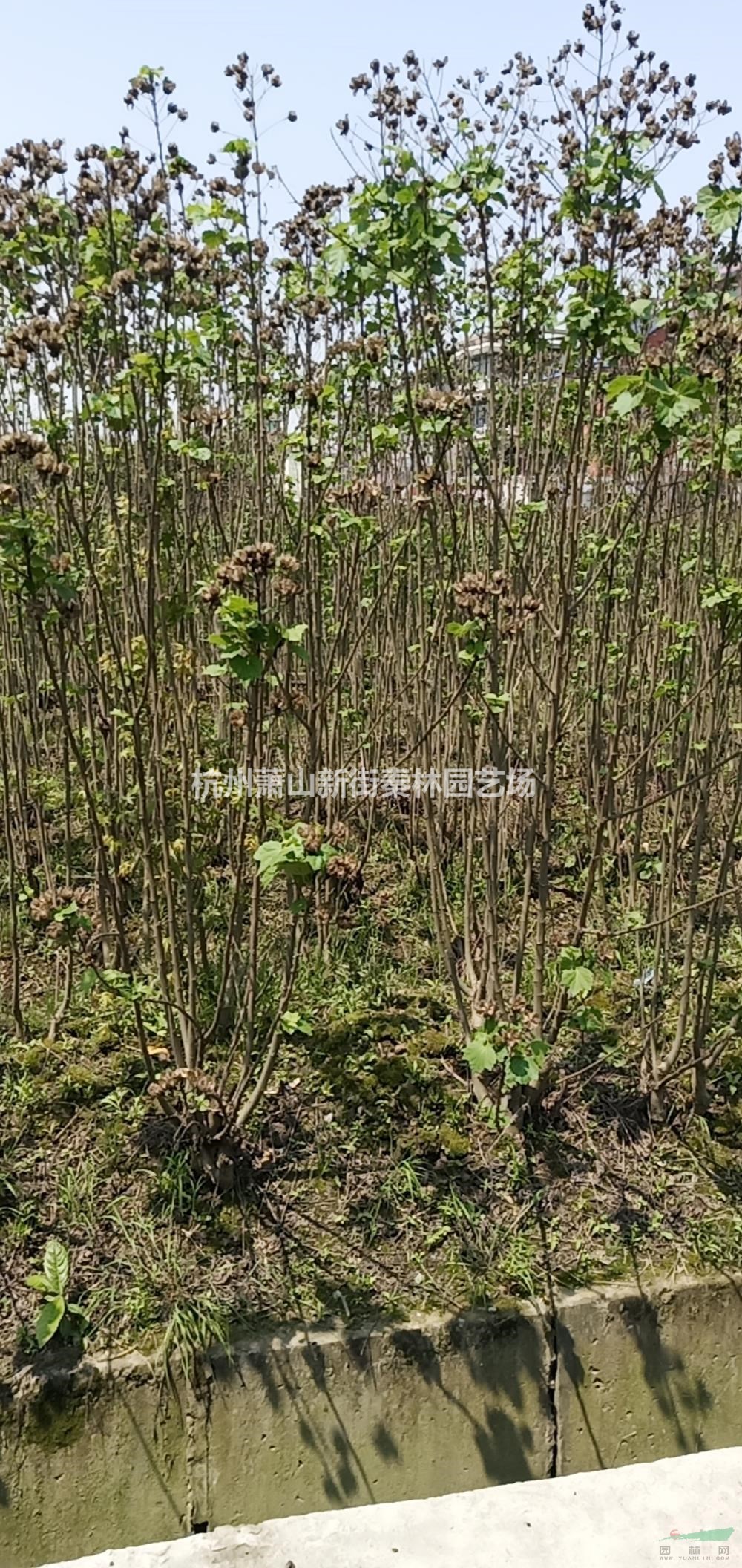 浙江木芙蓉 萧山木芙蓉价格批发/供应