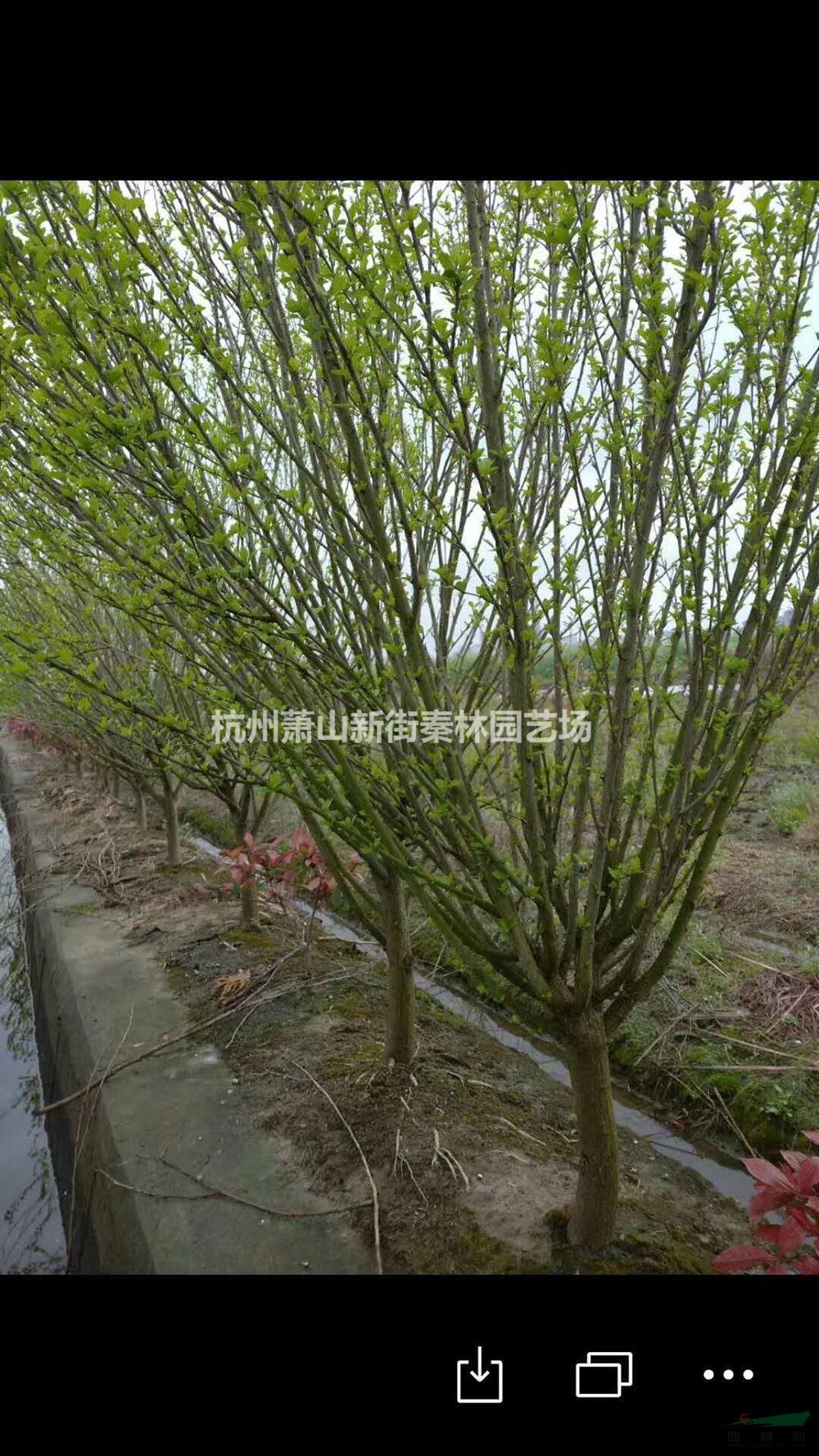 优质特价木槿 浙江木槿 杭州木槿产地直销