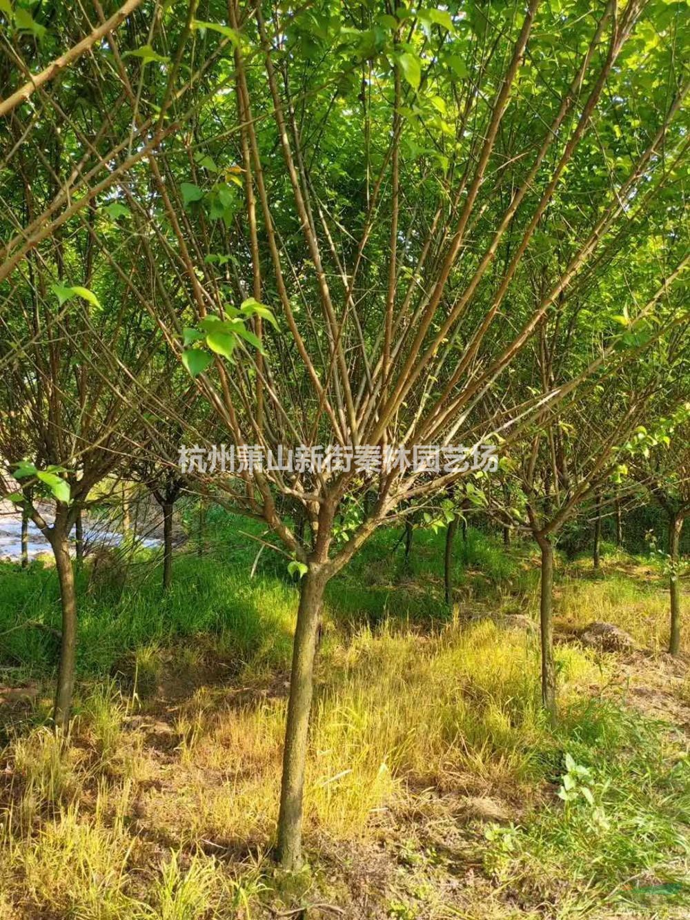 大小规格原生红梅 浙江原生红梅价格 萧山红梅基地