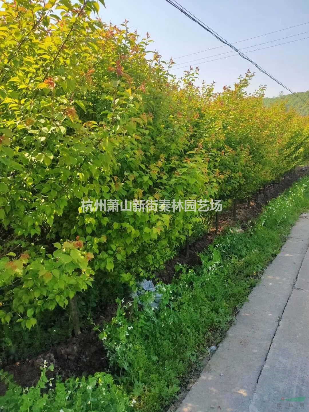 大小规格原生红梅 浙江原生红梅价格 萧山红梅基地