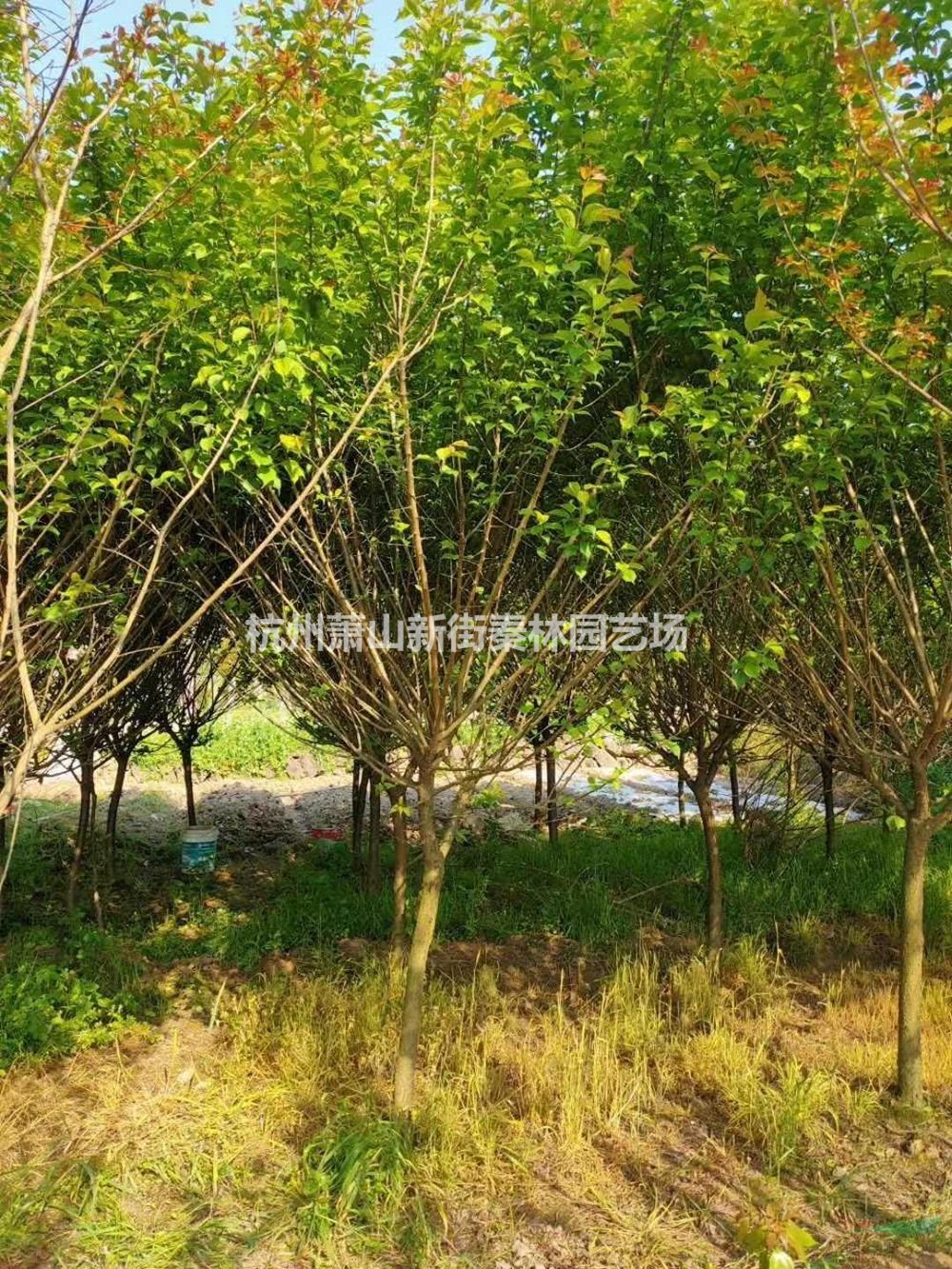 大小规格原生红梅 浙江原生红梅价格 萧山红梅基地