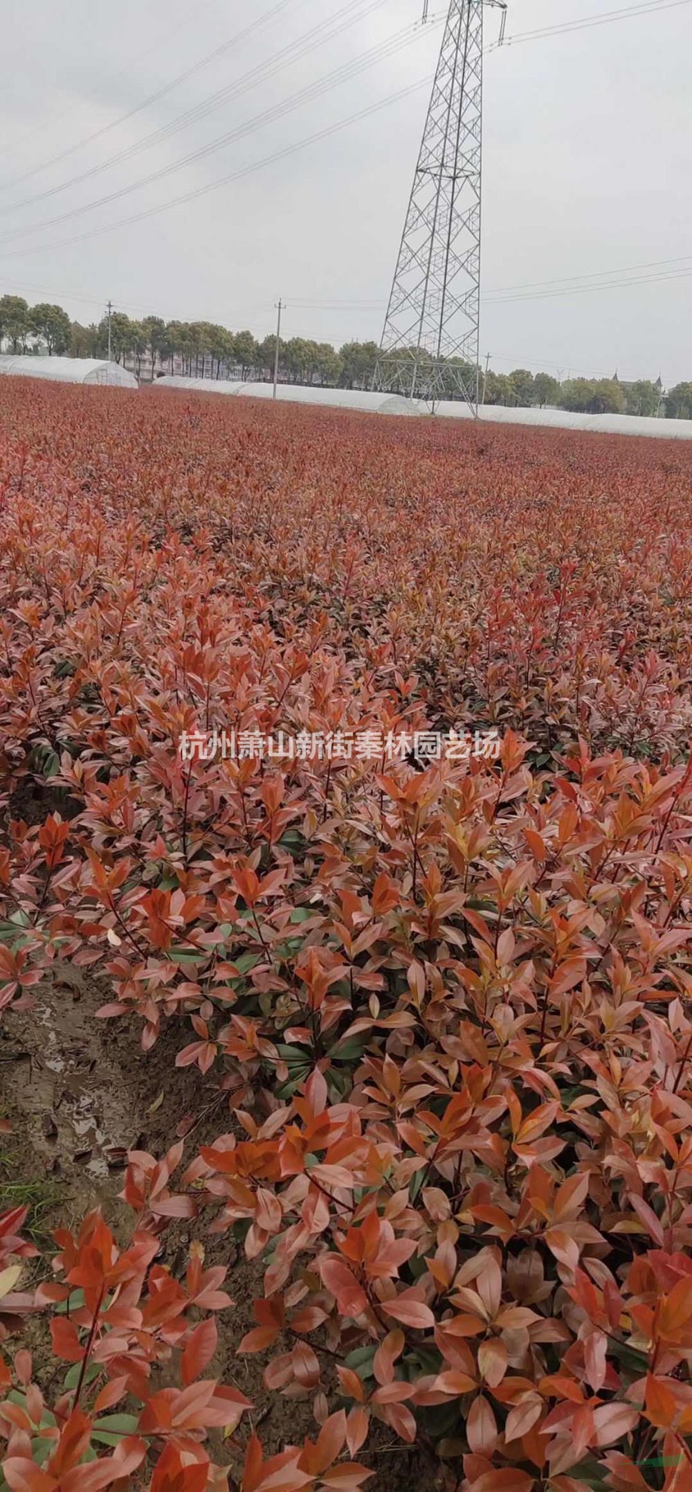 蕭山苗征地價 紅葉石楠地毛球 蕭山紅葉石楠毛球批發(fā)/供應(yīng)