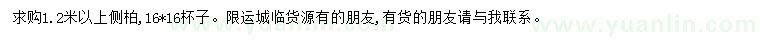 求購1.2米以上側(cè)柏