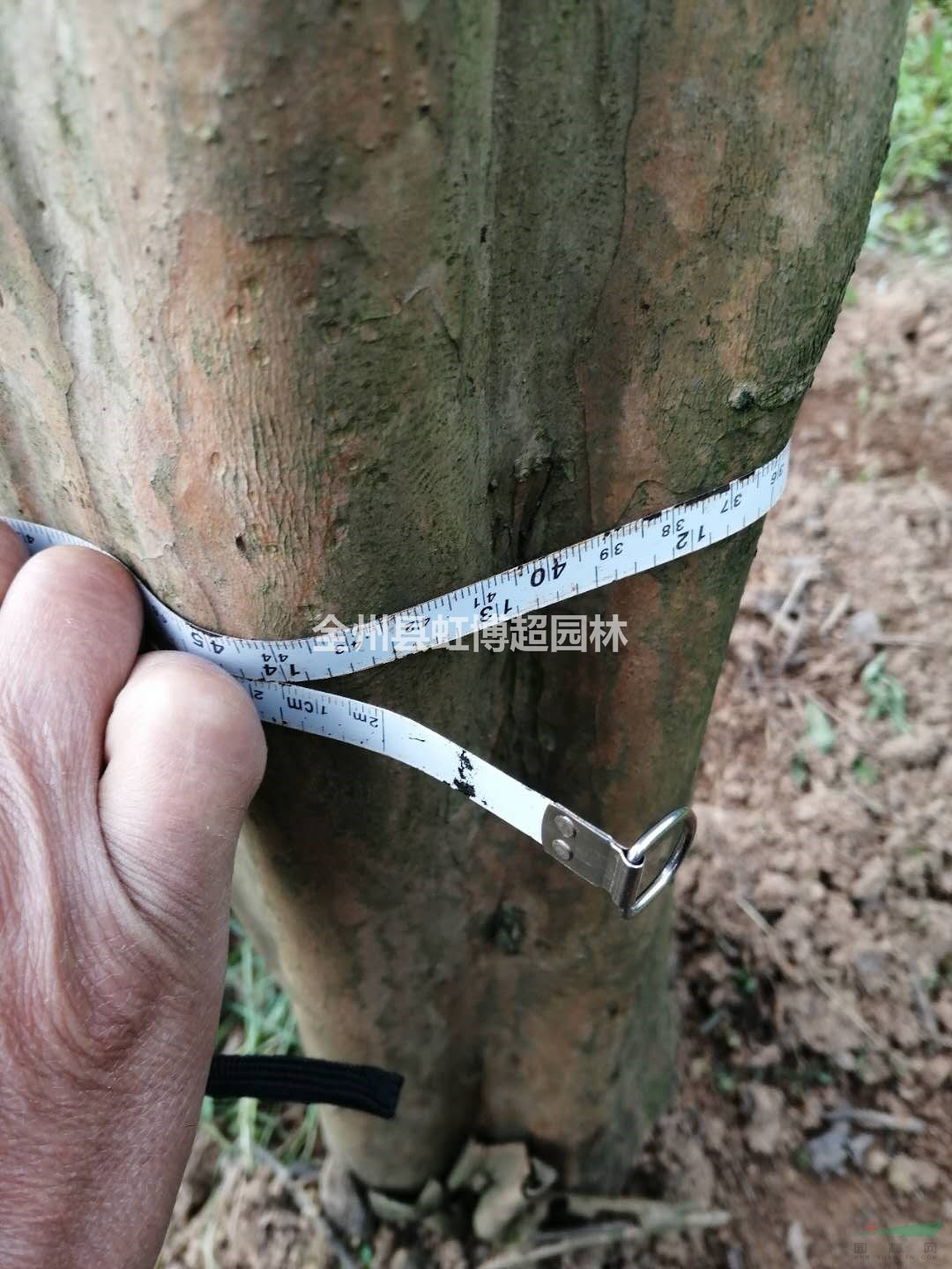 廣西桂林袋苗紅花紫薇全冠哪里好/哪家便宜