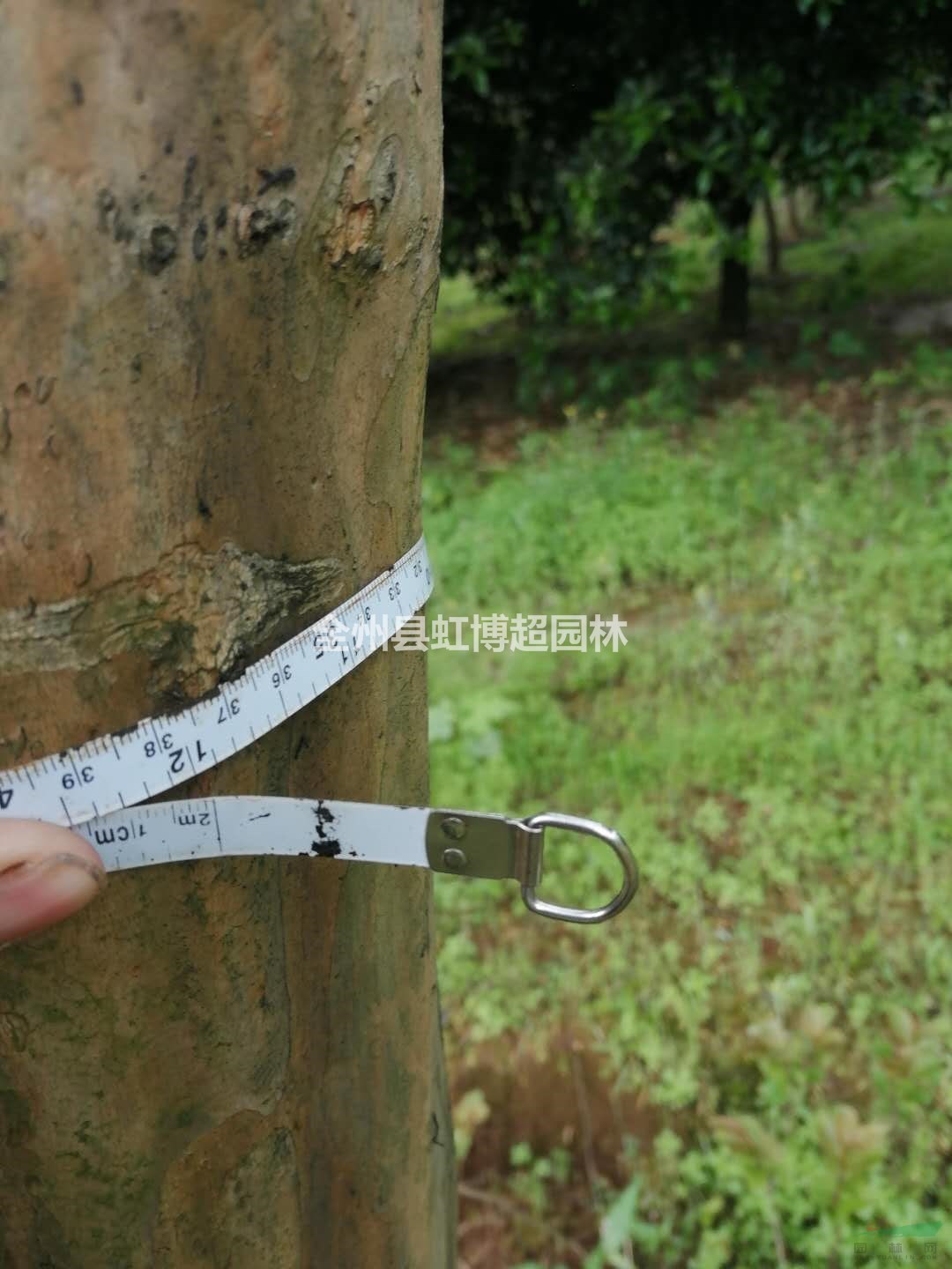 廣西桂林袋苗紅花紫薇全冠哪里好/哪家便宜