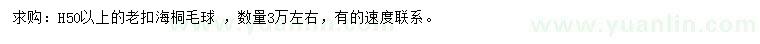求購高50公分以上海桐毛球