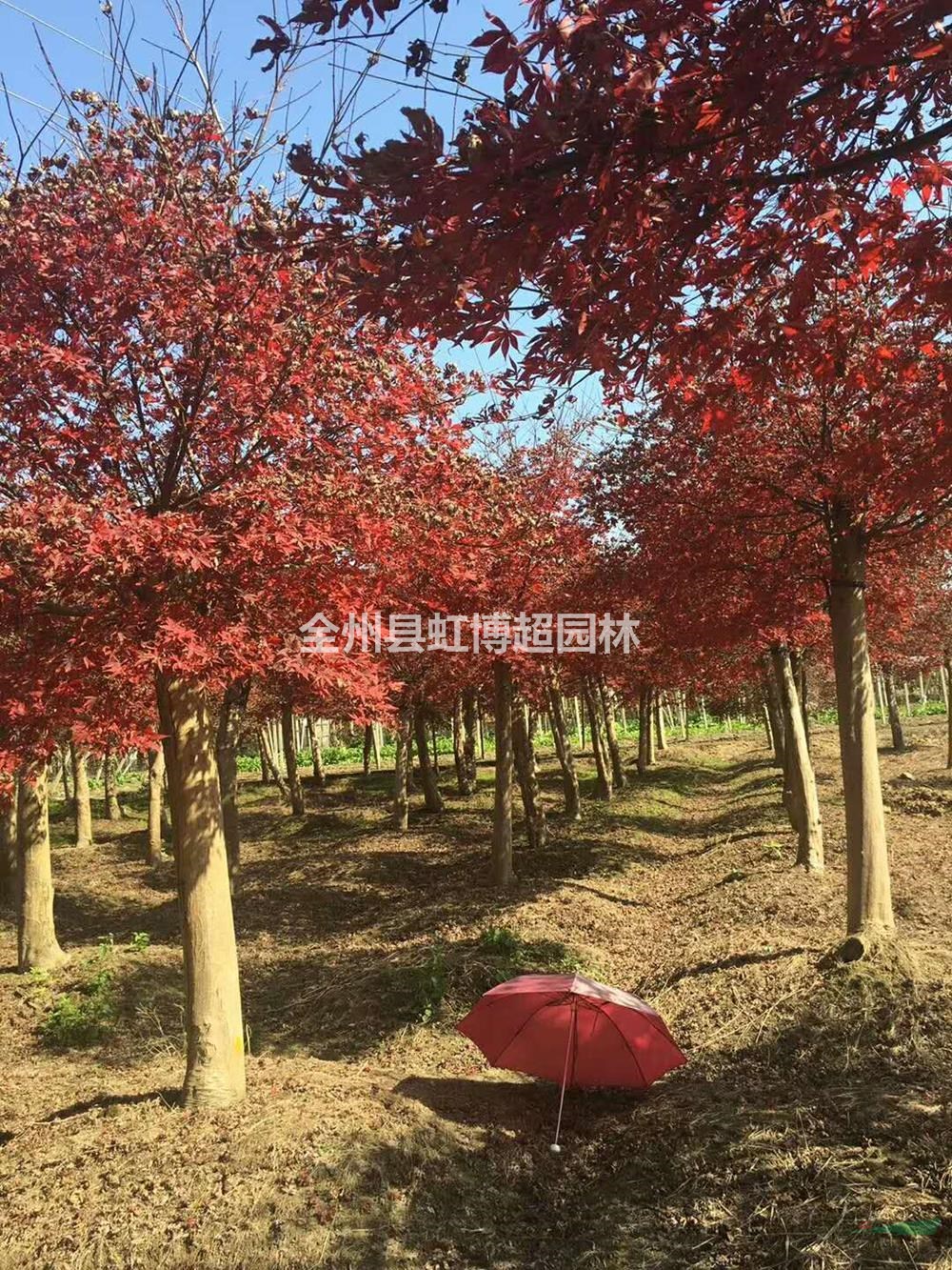 優(yōu)質(zhì)特價廣西全州紅楓產(chǎn)地直銷