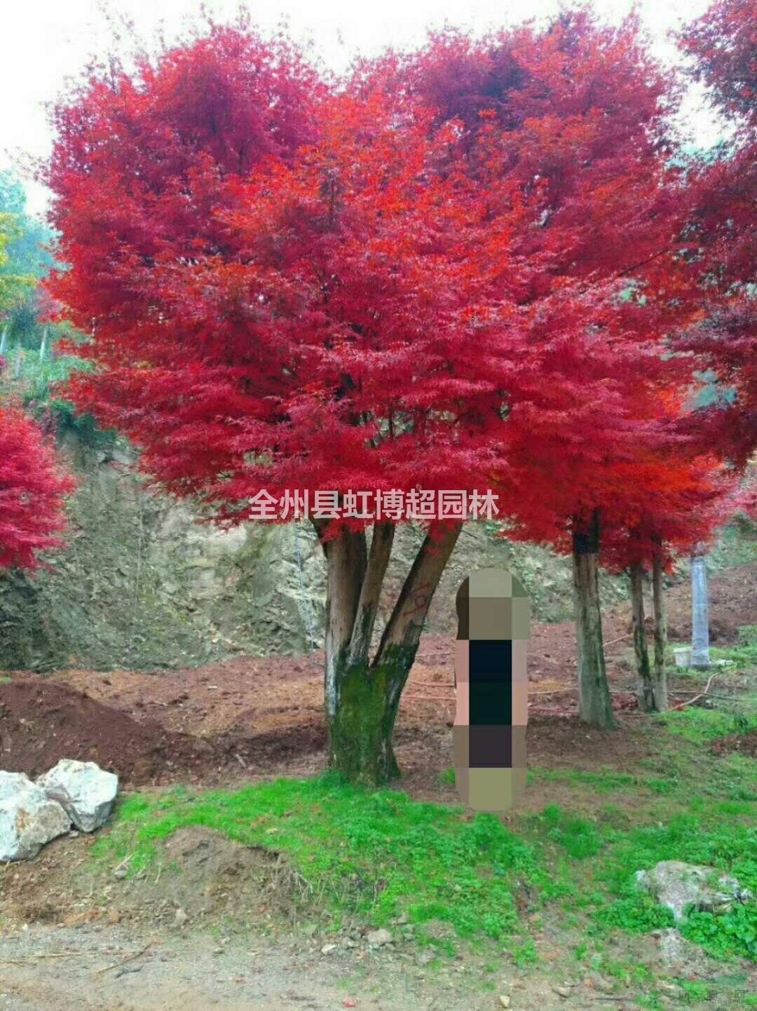 優(yōu)質(zhì)特價廣西全州紅楓產(chǎn)地直銷