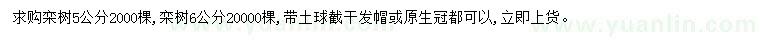 求購5、6公分欒樹