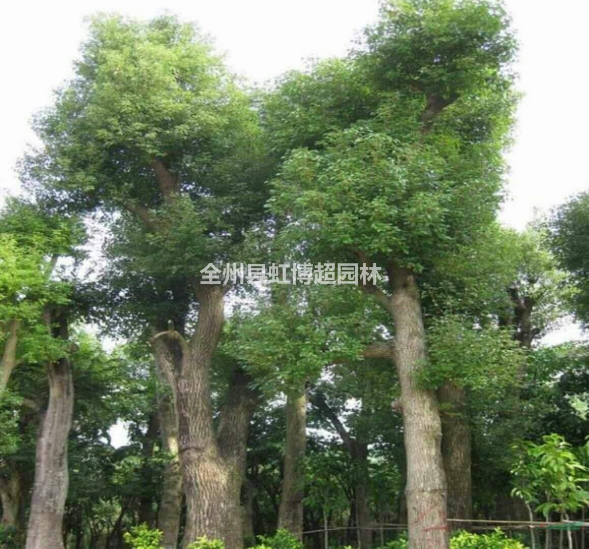 廣西供應(yīng)桂林香樟規(guī)格齊全